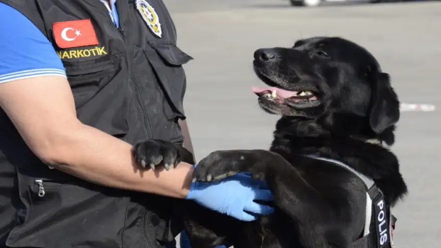 Narkotik Köpeği Dark 8 kilo uyuşturucu yakaladı