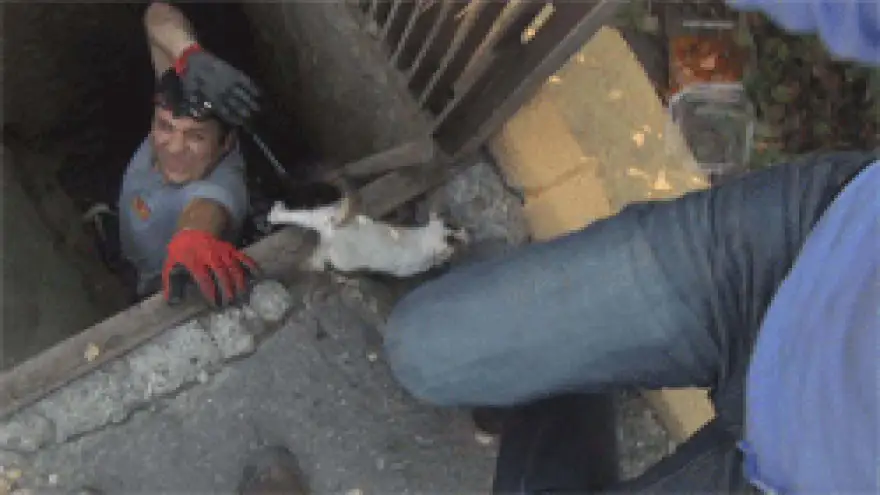 YARAMAZ KEDİ İTFAİYE'Yİ ÇOK UĞRAŞTIRDI