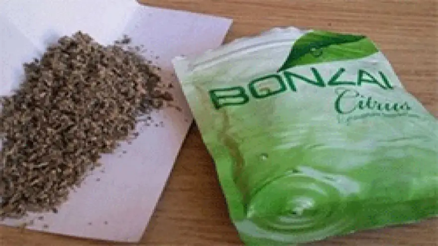 BONZAİ KOMAYA SOKTU