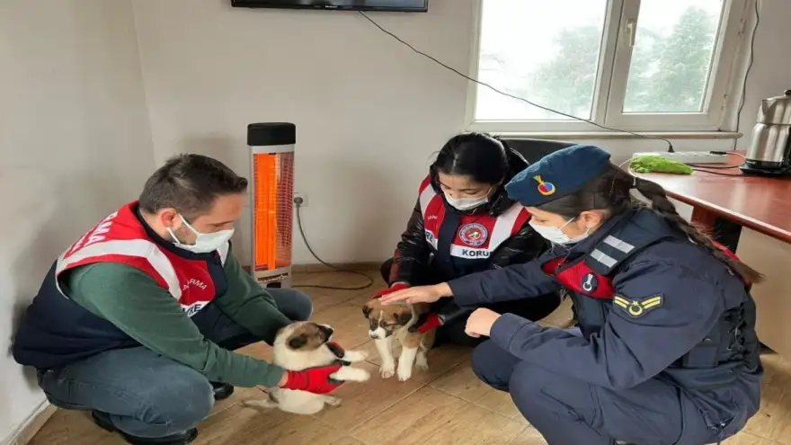 Jandarma timleri yavru köpekleri korumaya aldı