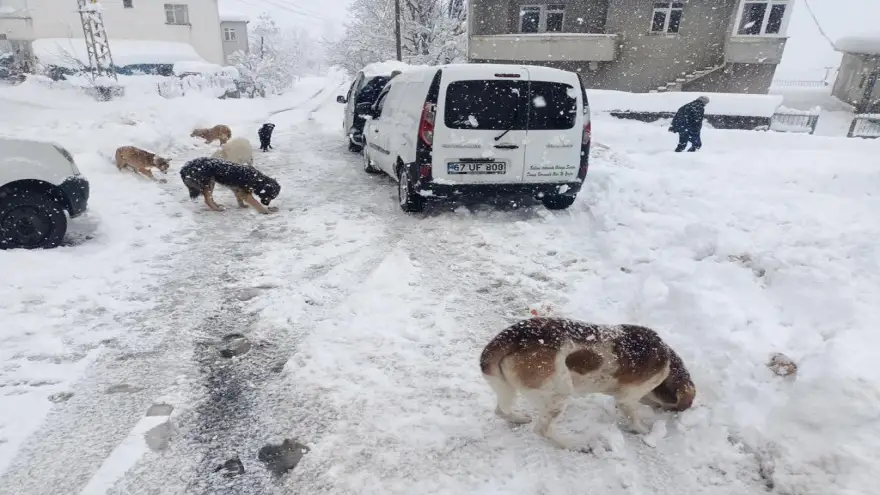 Yiyecek bulmakta zorlanan sokak hayvanlarına mama dağıttılar