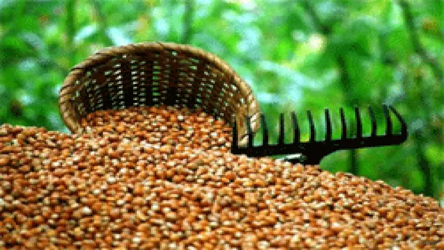 FINDIK İŞÇİ ÜCRETİ 38 T.L