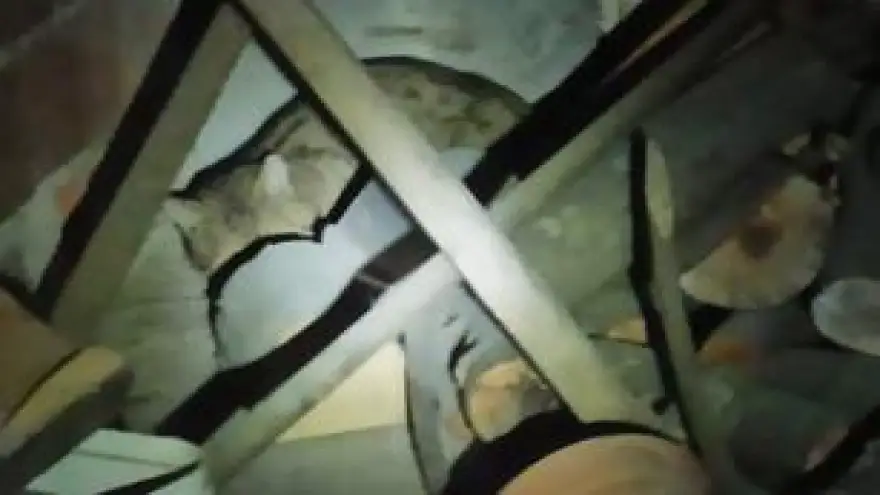 Aç kalan vaşak tavukları telef etti..