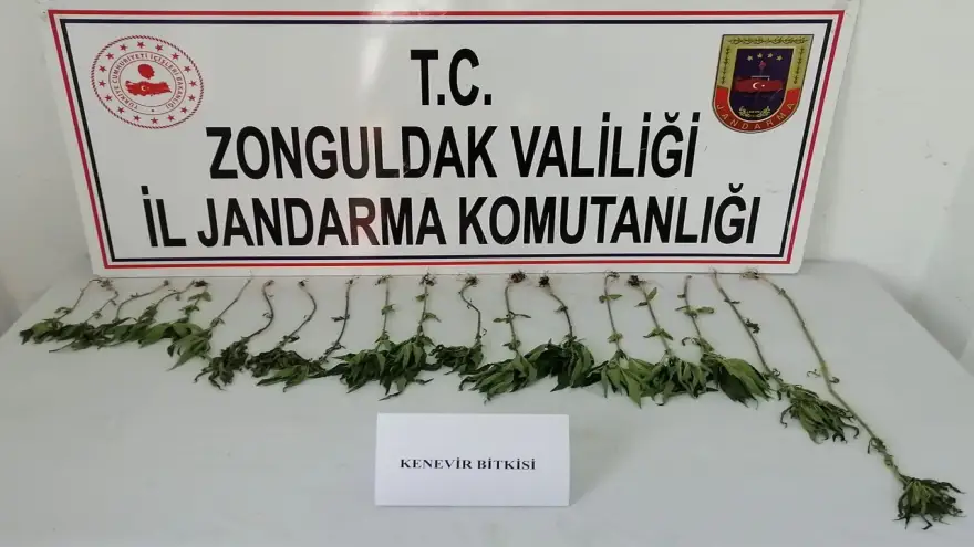 Jandarma hint keneviri ele geçirdi