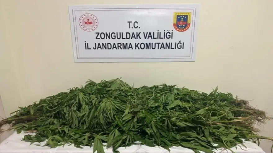 Ereğli’de şahsın bahçesinde kenevir bitkisi yakalandı