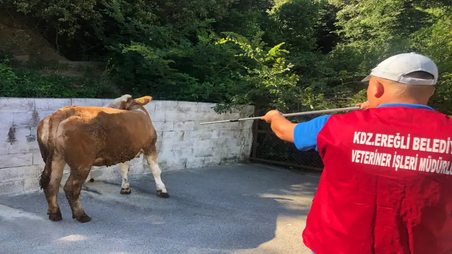 Belediyenin Kurban Yakalama Timi Göreve Hazır