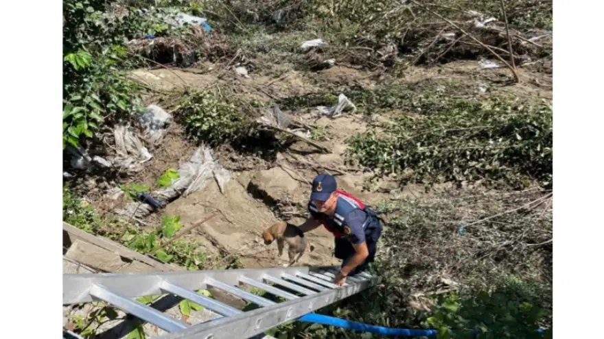 Yavru köpekleri Jandarma ekipleri kurtardı...