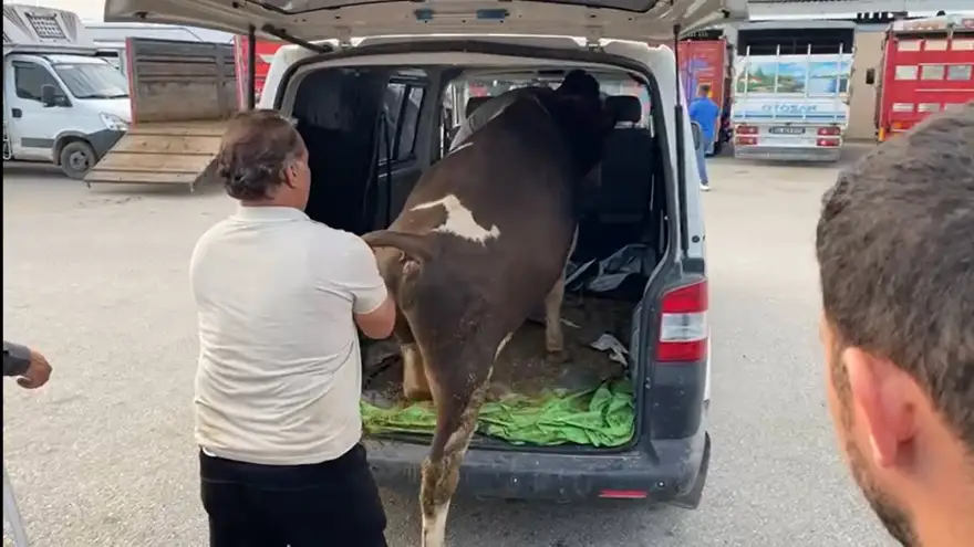 Satın aldığı danayı otomobille götürdü..