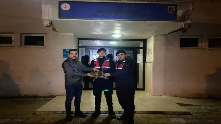 Jandarmanın bulduğu yaralı şahin tedaviye alındı 