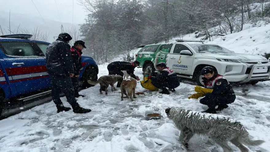 Jandarma, sokak canlarını besledi...