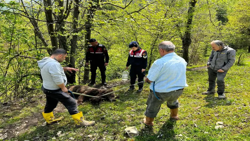 Yaralı bulunan ayı tedavıye alındı