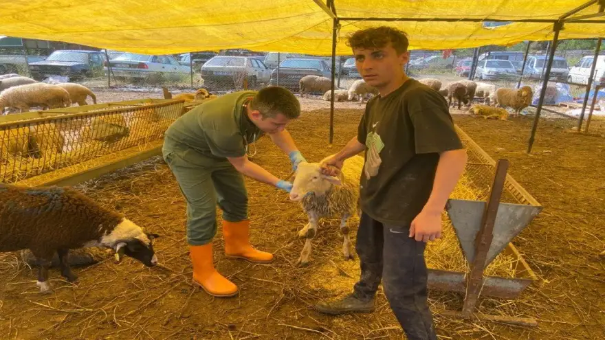 Belediye Kurban Yakalama Timi Kurdu, Kurban Pazarı Denetlendi