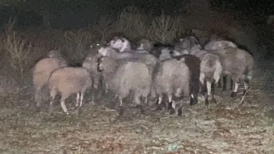 Kayıp olan koyun sürüsünü Jandarma buldu