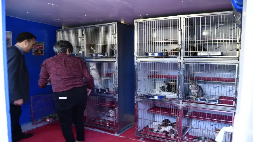 Hayvan Hakları Gününde Kedi Kafesleri Yenilendi
