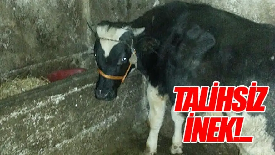 İnek Ereğli'de Bulundu
