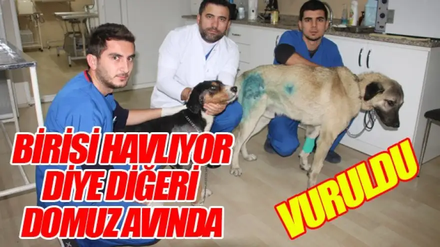 BİRİSİ HAVLIYOR DİYE,DİĞERİ DOMUZ AVINDA VURULDU