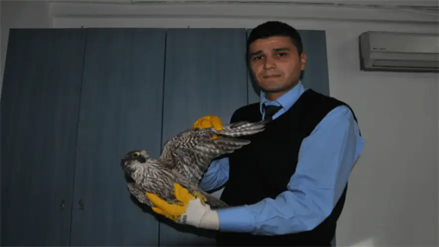 YARALI DOĞANI BELEDİYE SAHİPLENDİ