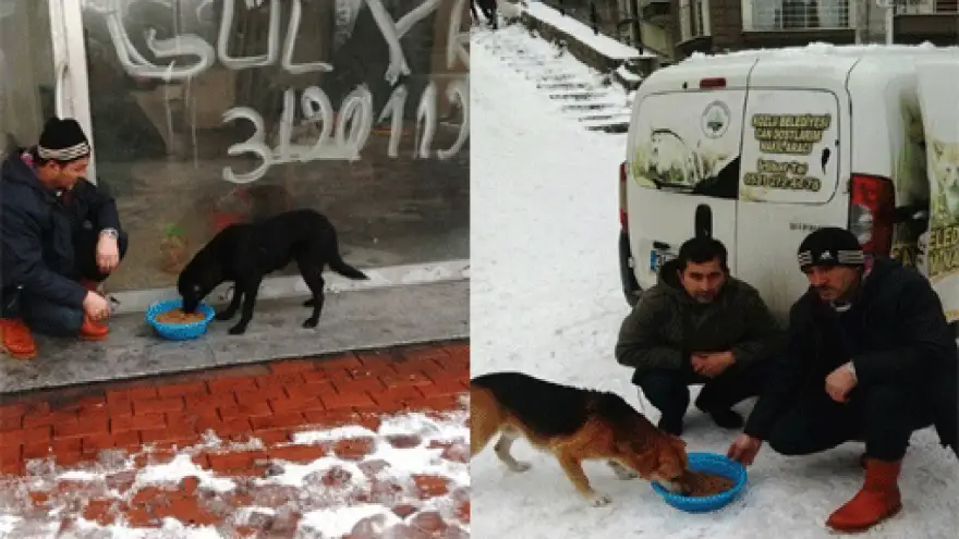 KOZLU BELEDİYESİ SOKAK HAYVANLARINI UNUTMADI