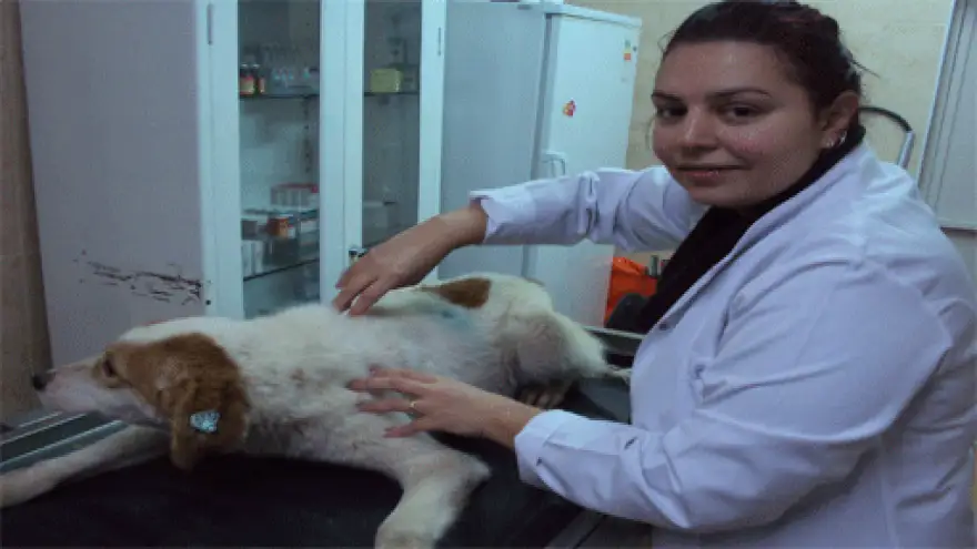 EREĞLİ BELEDİYESİ, SOKAK HAYVANLARINA MİKROÇİP TAKIYOR