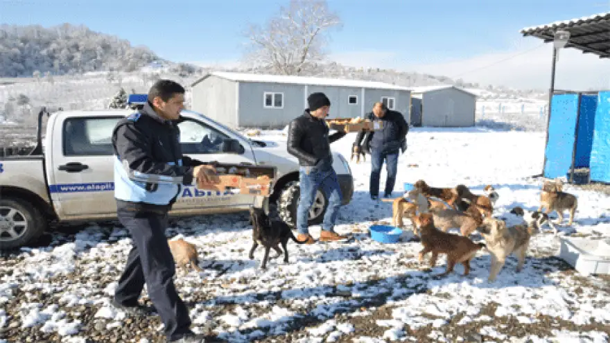 SOKAK HAYVANLARI İHMAL EDİLMİYOR